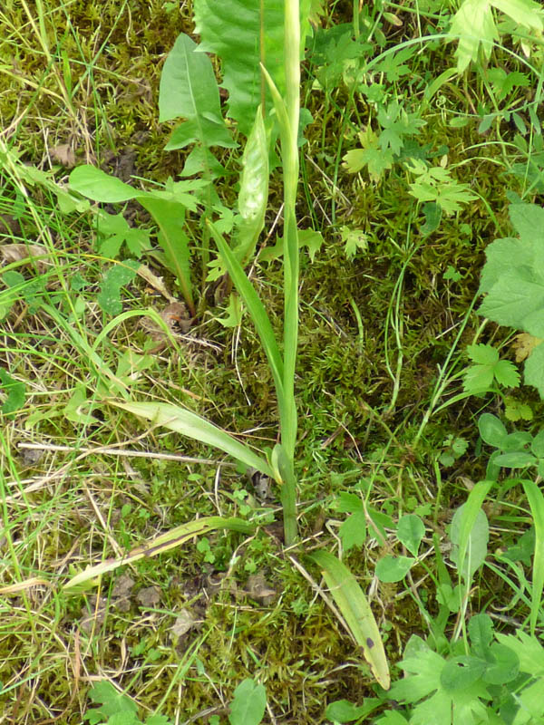 Anacamptis pyramidalis